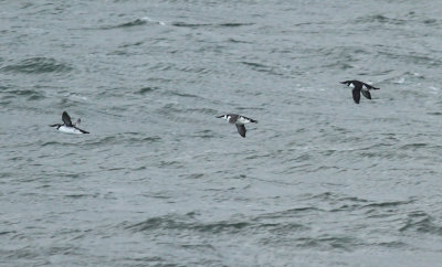 Guillemot / Sillgrissla (Uria aalge)