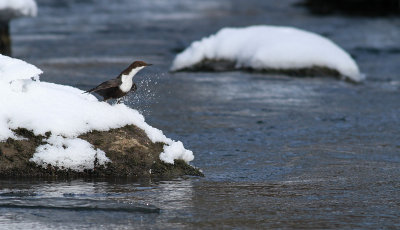 Dipper / Strömstare (Cinclus cinclus)