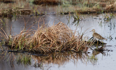 Pectoral Sandpiper / Tuvsnäppa (Calidris melanotos)