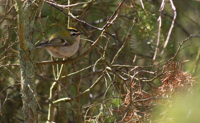 Firecrest / Brandkronad kungsfågel (Regulus ignicapillus)