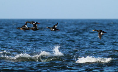 Velvet Scoter / Svärta (Melanitta fusca)