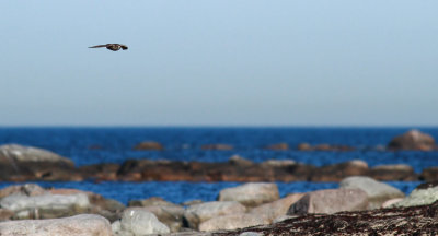 Merlin / Stenfalk (Falco columbarius)
