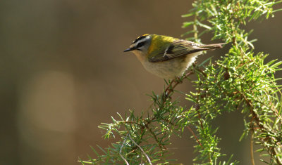 Firecrest / Brandkronad kungsfågel (Regulus ignicapillus)