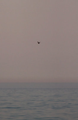 Arctic Skua / Kustlabb (Stercorarius parasiticus)