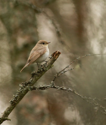 Red-breasted Flycatcher / Mindre flugsnappare (Ficedula parva)