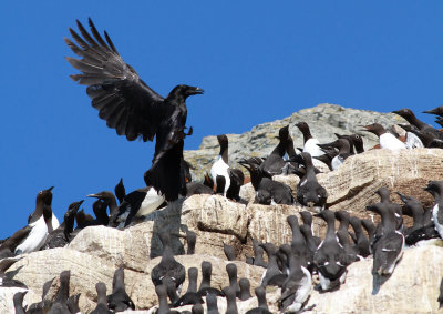 Raven / Korp (Corvus corax)