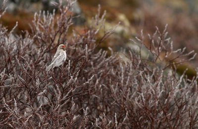Arctic Redpoll / Snösiska (Carduelis hornemanni)