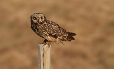 Short-eared Owl / Jorduggla (Asio flammeus)