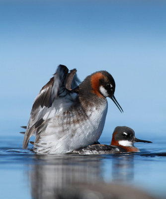 Red-necked Phalarope / Smalnäbbad simsnäppa (Phalaropus lobatus)