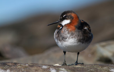 Red-necked Phalarope / Smalnäbbad simsnäppa (Phalaropus lobatus)