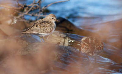 Temminck's Stint / Mosnäppa (Calidris temminckii)