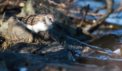 Semipalmated Sandpiper / Sandsnäppa (Calidris pusilla)