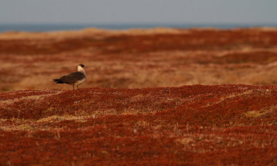 Arctic Skua / Kustlabb (Stercorarius parasiticus)