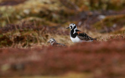 Turnstone / Roskarl (Arenaria interpres)