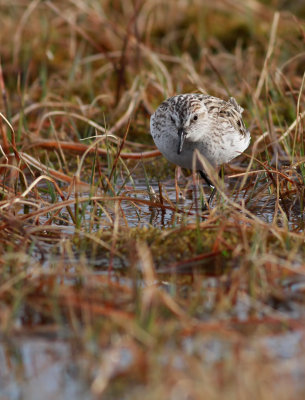 Semipalmated Sandpiper / Sandsnäppa (Calidris pusilla)