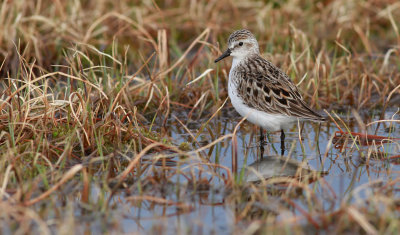 Semipalmated Sandpiper / Sandsnäppa (Calidris pusilla)