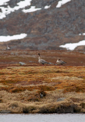Pink-footed Goose / Spetsbergsgås (Anser brachyrhynchus)