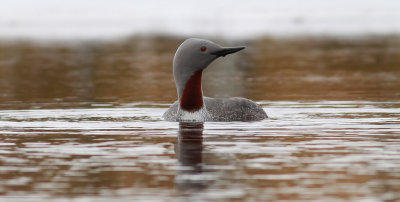 Red-throated Diver / Smålom (Gavia stellata)