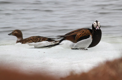 Long-tailed Duck / Alfågel (Clangula hyemalis)