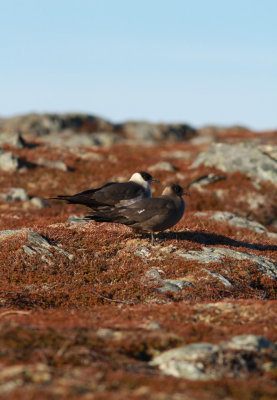 Arctic Skua / Kustlabb (Stercorarius parasiticus)