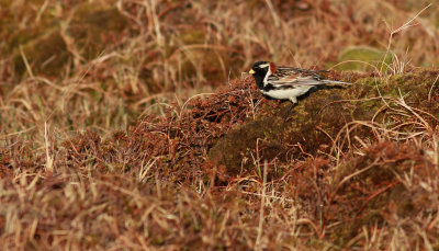 Lapland Bunting / Lappsparv (Calcarius lapponicus)