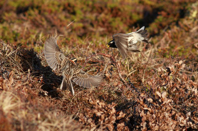 Lapland Bunting / Lappsparv (Calcarius lapponicus)