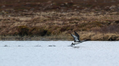 Black-throated Diver / Storlom (Gavia arctica)