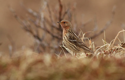 Red-throated Pipit / Rödstrupig piplärka (Anthus cervinus)