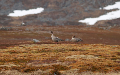 Pink-footed Goose / Spetsbergsgås (Anser brachyrhynchus)