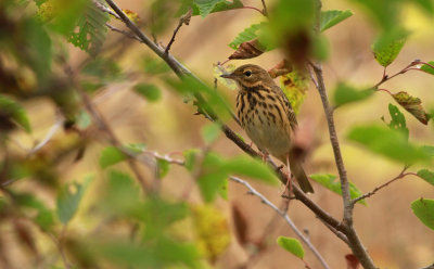 Tree Pipit / Trädpiplärka (Anthus trivialis)