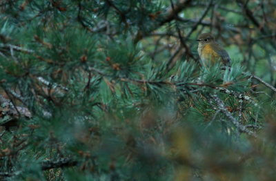 Red-flanked Bluetail / Blåstjärt (Tarsiger cyanurus)