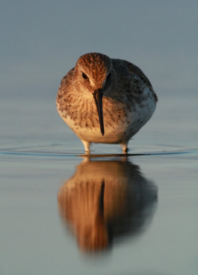 Dunlin / Kärrsnäppa (Calidris alpina)