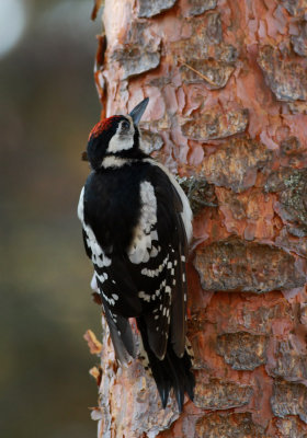 Great Spotted Woodpecker / Större hackspett (Dendrocopos major)