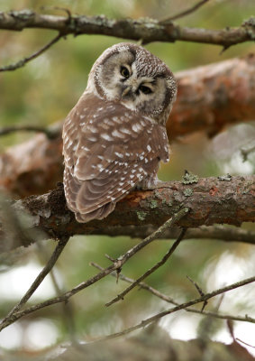 Tengmalm's Owl / Pärluggla (Aegolius funereus)