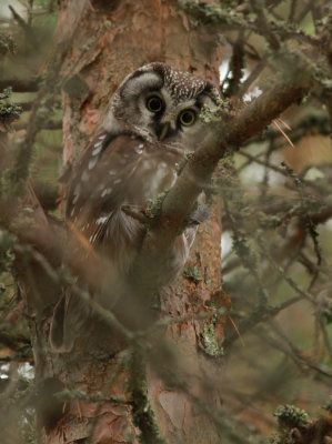 Tengmalm's Owl / Pärluggla (Aegolius funereus)