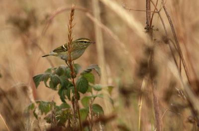 Yellow-browed Warbler / Taigasångare (Phylloscopus inornatus)