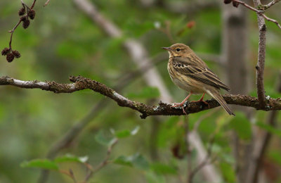 Tree Pipit / Trädpiplärka (Anthus trivialis)