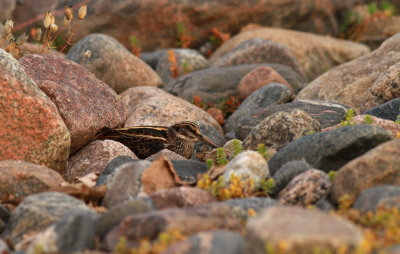 Jack Snipe / Dvärgbeckasin (Lymnocryptes minimus)