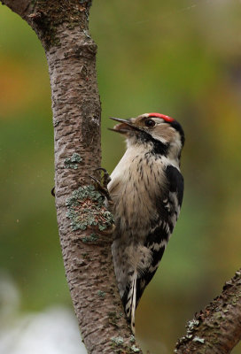 Lesser Spotted Woodpecker / Mindre hackspett (Dendrocopos minor)