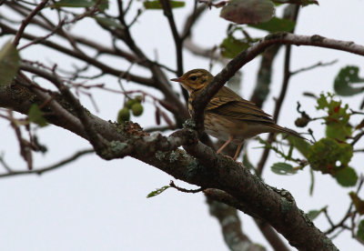 Olive-backed Pipit / Sibirisk piplärka (Anthus hodgsoni)