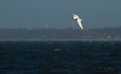 Ivory Gull / Ismås (Pagophila eburnea)