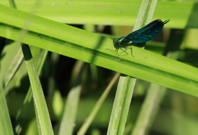 Calopterus virgo / Blå jungfruslända