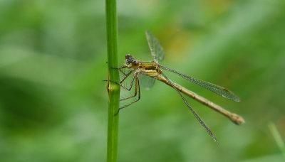 Lestes sponsa / Pudrad smaragdflickslända
