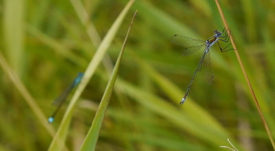 Lestes sponsa / Pudrad smaragdflickslända