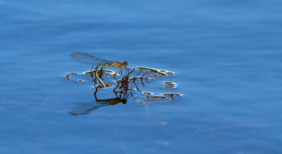 Ischnura elegans / Större kustflickslända