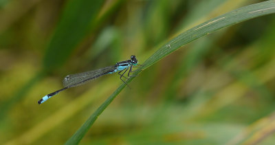Ischnura elegans / Större kustflickslända