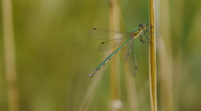 Lestes sponsa / Pudrad smaragdflickslända
