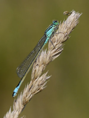 Ischnura elegans / Större kustflickslända