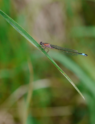 Ischnura elegans / Större kustflickslända