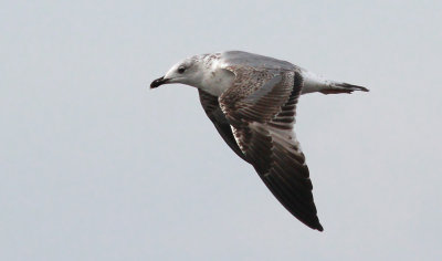 Yellow-legged Gull / Medelhavstrut (Larus michahellis)